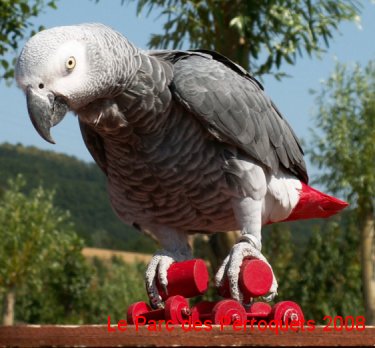 Pedro en patins � roulettes